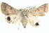  ( - BIOUG04034-G06)  @14 [ ] CreativeCommons - Attribution (2012) CBG Photography Group Centre for Biodiversity Genomics