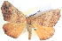 ( - BIOUG04034-G11)  @14 [ ] CreativeCommons - Attribution (2012) CBG Photography Group Centre for Biodiversity Genomics