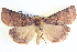  ( - BIOUG04034-H02)  @13 [ ] CreativeCommons - Attribution (2012) CBG Photography Group Centre for Biodiversity Genomics