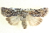  ( - BIOUG04034-H10)  @14 [ ] CreativeCommons - Attribution (2012) CBG Photography Group Centre for Biodiversity Genomics