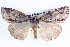  (Chlenias sp. ANIC6 - BIOUG04035-A01)  @15 [ ] CreativeCommons - Attribution (2012) CBG Photography Group Centre for Biodiversity Genomics