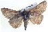  ( - BIOUG04035-A02)  @14 [ ] CreativeCommons - Attribution (2012) CBG Photography Group Centre for Biodiversity Genomics
