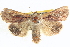  ( - BIOUG04035-A12)  @14 [ ] CreativeCommons - Attribution (2012) CBG Photography Group Centre for Biodiversity Genomics