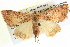  ( - BIOUG04035-B10)  @13 [ ] CreativeCommons - Attribution (2012) CBG Photography Group Centre for Biodiversity Genomics