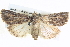  ( - BIOUG04035-B11)  @14 [ ] CreativeCommons - Attribution (2012) CBG Photography Group Centre for Biodiversity Genomics
