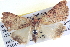  ( - BIOUG04035-C09)  @13 [ ] CreativeCommons - Attribution (2012) CBG Photography Group Centre for Biodiversity Genomics
