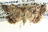  ( - BIOUG04035-D09)  @13 [ ] CreativeCommons - Attribution (2012) CBG Photography Group Centre for Biodiversity Genomics