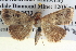  ( - BIOUG04035-E01)  @13 [ ] CreativeCommons - Attribution (2012) CBG Photography Group Centre for Biodiversity Genomics