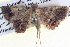  ( - BIOUG04035-E03)  @14 [ ] CreativeCommons - Attribution (2012) CBG Photography Group Centre for Biodiversity Genomics