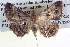  ( - BIOUG04035-E04)  @13 [ ] CreativeCommons - Attribution (2012) CBG Photography Group Centre for Biodiversity Genomics