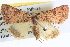  ( - BIOUG04035-F02)  @14 [ ] CreativeCommons - Attribution (2012) CBG Photography Group Centre for Biodiversity Genomics