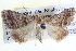  ( - BIOUG04035-F04)  @13 [ ] CreativeCommons - Attribution (2012) CBG Photography Group Centre for Biodiversity Genomics