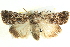  ( - BIOUG04035-F08)  @14 [ ] CreativeCommons - Attribution (2012) CBG Photography Group Centre for Biodiversity Genomics