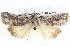  ( - BIOUG04035-F09)  @14 [ ] CreativeCommons - Attribution (2012) CBG Photography Group Centre for Biodiversity Genomics