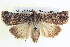  ( - BIOUG04035-F12)  @14 [ ] CreativeCommons - Attribution (2012) CBG Photography Group Centre for Biodiversity Genomics