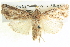 ( - BIOUG04035-G02)  @14 [ ] CreativeCommons - Attribution (2012) CBG Photography Group Centre for Biodiversity Genomics