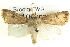  ( - BIOUG04035-G10)  @14 [ ] CreativeCommons - Attribution (2012) CBG Photography Group Centre for Biodiversity Genomics