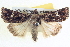  ( - BIOUG04036-B04)  @14 [ ] CreativeCommons - Attribution (2012) CBG Photography Group Centre for Biodiversity Genomics