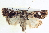  ( - BIOUG04036-B06)  @14 [ ] CreativeCommons - Attribution (2012) CBG Photography Group Centre for Biodiversity Genomics