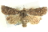  ( - BIOUG04036-C03)  @13 [ ] CreativeCommons - Attribution (2012) CBG Photography Group Centre for Biodiversity Genomics