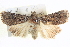  ( - BIOUG04036-C04)  @14 [ ] CreativeCommons - Attribution (2012) CBG Photography Group Centre for Biodiversity Genomics