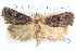  ( - BIOUG04036-C06)  @11 [ ] CreativeCommons - Attribution (2012) CBG Photography Group Centre for Biodiversity Genomics