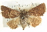  ( - BIOUG04036-C10)  @12 [ ] CreativeCommons - Attribution (2012) CBG Photography Group Centre for Biodiversity Genomics