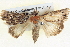  ( - BIOUG04036-E04)  @14 [ ] CreativeCommons - Attribution (2012) CBG Photography Group Centre for Biodiversity Genomics