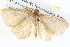  ( - BIOUG04036-E12)  @12 [ ] CreativeCommons - Attribution (2012) CBG Photography Group Centre for Biodiversity Genomics