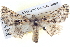  ( - BIOUG04036-F04)  @14 [ ] CreativeCommons - Attribution (2012) CBG Photography Group Centre for Biodiversity Genomics