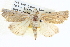  ( - BIOUG04036-F10)  @15 [ ] CreativeCommons - Attribution (2012) CBG Photography Group Centre for Biodiversity Genomics