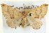  ( - BIOUG04036-G03)  @14 [ ] CreativeCommons - Attribution (2012) CBG Photography Group Centre for Biodiversity Genomics