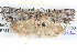  ( - BIOUG04036-H11)  @14 [ ] CreativeCommons - Attribution (2012) CBG Photography Group Centre for Biodiversity Genomics