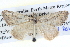  ( - BIOUG04037-B06)  @12 [ ] CreativeCommons - Attribution (2012) CBG Photography Group Centre for Biodiversity Genomics