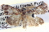  ( - BIOUG04038-A11)  @14 [ ] CreativeCommons - Attribution (2012) CBG Photography Group Centre for Biodiversity Genomics