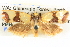  ( - BIOUG04038-B06)  @14 [ ] CreativeCommons - Attribution (2012) CBG Photography Group Centre for Biodiversity Genomics