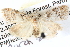  ( - BIOUG04038-B12)  @14 [ ] CreativeCommons - Attribution (2012) CBG Photography Group Centre for Biodiversity Genomics