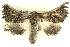  ( - BIOUG04038-C12)  @14 [ ] CreativeCommons - Attribution (2012) CBG Photography Group Centre for Biodiversity Genomics