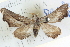  ( - BIOUG04038-D05)  @14 [ ] CreativeCommons - Attribution (2012) CBG Photography Group Centre for Biodiversity Genomics