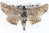 ( - BIOUG04038-D06)  @14 [ ] CreativeCommons - Attribution (2012) CBG Photography Group Centre for Biodiversity Genomics