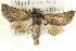  ( - BIOUG04038-D07)  @15 [ ] CreativeCommons - Attribution (2012) CBG Photography Group Centre for Biodiversity Genomics