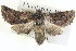  ( - BIOUG04038-D08)  @15 [ ] CreativeCommons - Attribution (2012) CBG Photography Group Centre for Biodiversity Genomics
