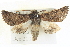 ( - BIOUG04038-D09)  @15 [ ] CreativeCommons - Attribution (2012) CBG Photography Group Centre for Biodiversity Genomics