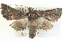  ( - BIOUG04038-D10)  @15 [ ] CreativeCommons - Attribution (2012) CBG Photography Group Centre for Biodiversity Genomics