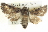  ( - BIOUG04038-D11)  @15 [ ] CreativeCommons - Attribution (2012) CBG Photography Group Centre for Biodiversity Genomics