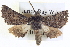  ( - BIOUG04038-E02)  @15 [ ] CreativeCommons - Attribution (2012) CBG Photography Group Centre for Biodiversity Genomics