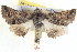  (Dinophalus ampycteria - BIOUG04038-F10)  @15 [ ] CreativeCommons - Attribution (2012) CBG Photography Group Centre for Biodiversity Genomics
