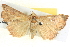  ( - BIOUG04038-G05)  @13 [ ] CreativeCommons - Attribution (2012) CBG Photography Group Centre for Biodiversity Genomics