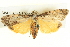  ( - BIOUG04039-A06)  @14 [ ] CreativeCommons - Attribution (2012) CBG Photography Group Centre for Biodiversity Genomics