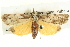 ( - BIOUG04039-A07)  @14 [ ] CreativeCommons - Attribution (2012) CBG Photography Group Centre for Biodiversity Genomics